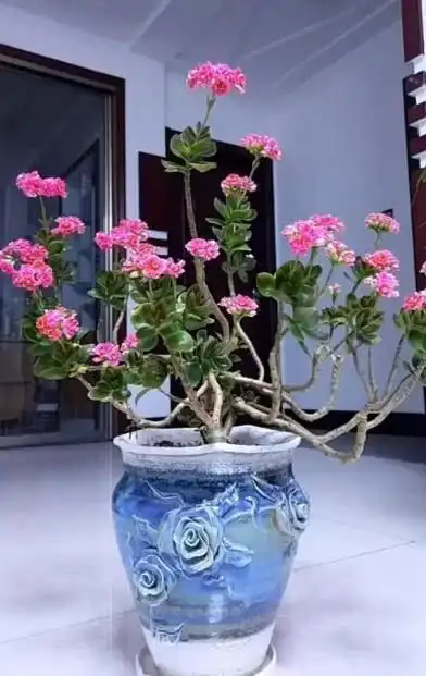 拯救"老桩长寿花,竟是需要这样"一刀"萌芽无限!长爆盆