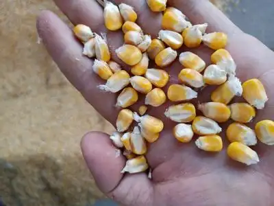 湖北省荆门市东宝区登海605玉米粒 霉变≤1% 净货