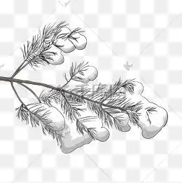 大雪压青松青松挺且直尽显生机.乐乐简笔画一品青松植物简笔画-e学堂