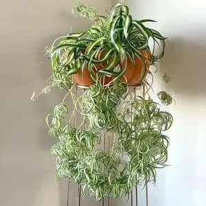 卷叶吊兰金心垂吊宽叶法国女郎邦尼盆栽植物阳台卷边室内卷毛绿植