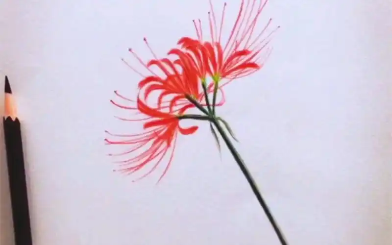 彩铅画曼珠沙华