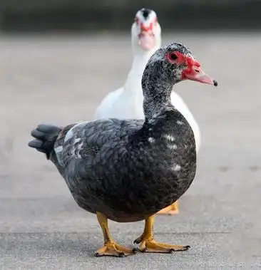 [番鸭批发]大种番鸭价格6.50元/斤 - 一亩田