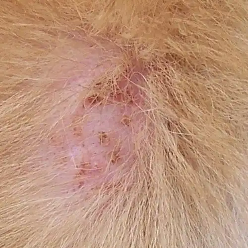 狗狗是得了皮炎还是螨虫呢(有图)