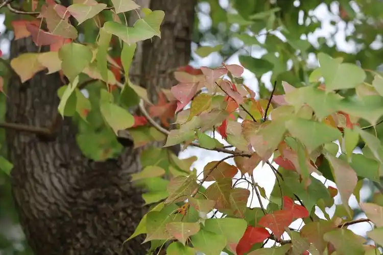 乌桕树(2020年10月5日)
