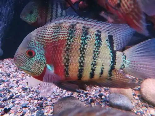 卡瑞尔帝王虎斑菠萝