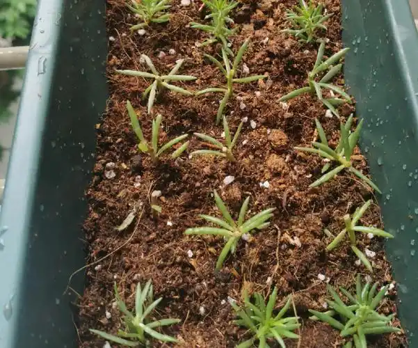 我的太阳花苗,还以为换了营养土要养死了,图一是刚种下的样子,这几天