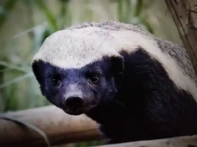 偏执狂蜜獾是世界上最记仇的动物.