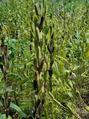 图为成熟的绿豆.