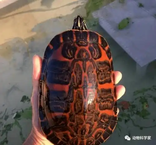 一分钟学会饲养火焰龟