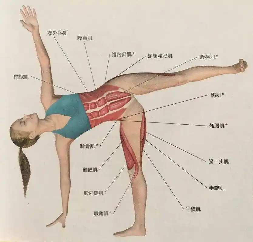 瑜伽中的半月式,如何才能站得稳,站得久?需要掌握这三点