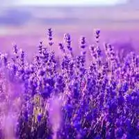 薰衣草头像大全 清晰紫色薰衣草头像_微信头像图片大全