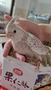 白脸古铜珍珠玄凤,母,亲人已断奶,有环有卡,一个月大,广东省