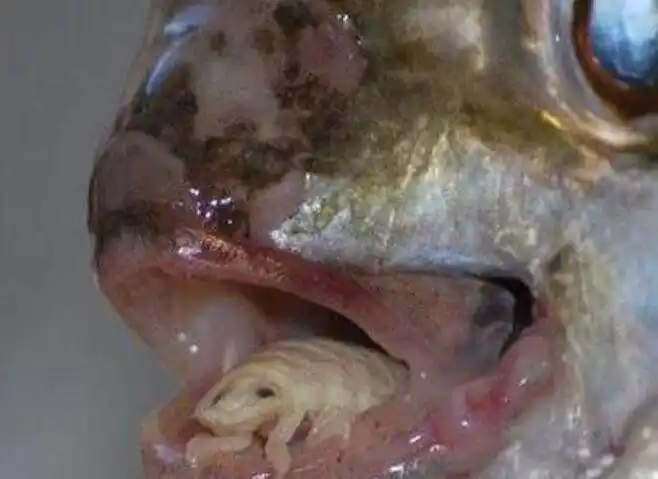 贝蒂寄生虫的鱼能吃吗贝蒂寄生虫图片长什么样