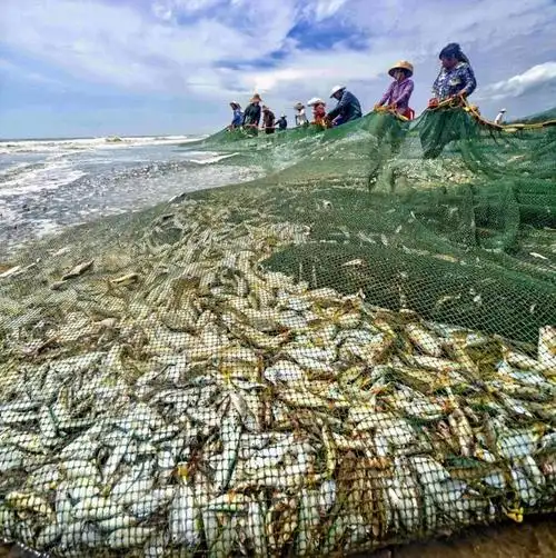 归航,满仓!湛江渔民搏浪实录