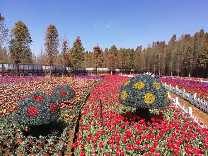 捞鱼河湿地公园郁金香花展