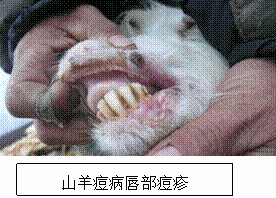 羊痘的症状图片