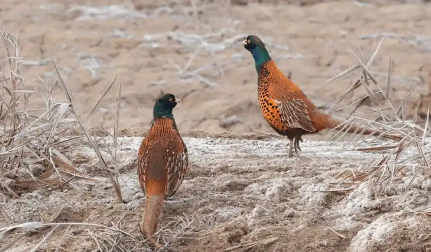 把普通的鸡放归野外,家鸡最后能变成野鸡吗?_保护_食物_环境