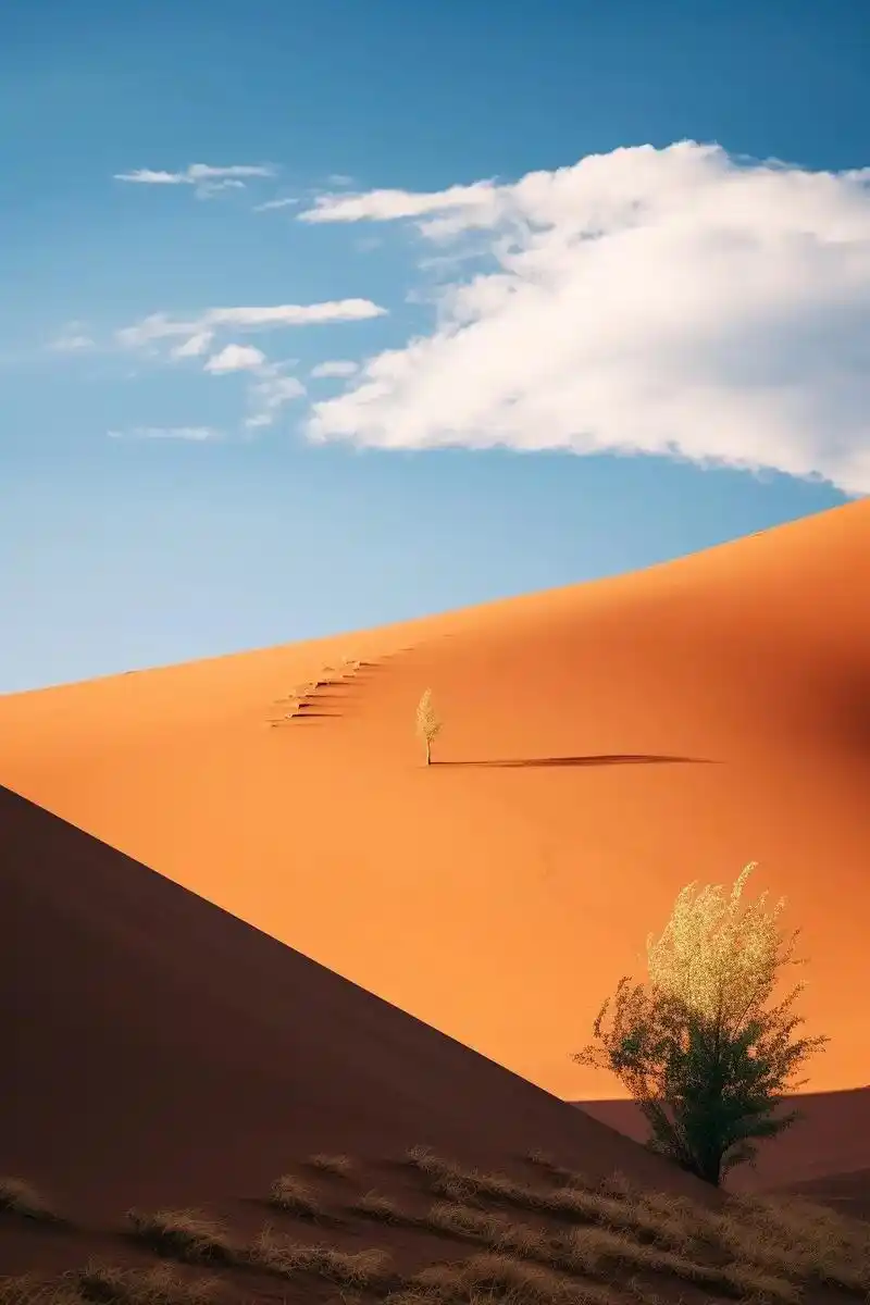 夕阳下,沙漠中的一棵树,孤独而坚韧.它在风中摇曳,却始终不倒 - 抖音