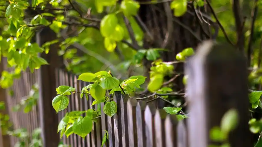 小清新围栏摄影电脑桌面壁纸