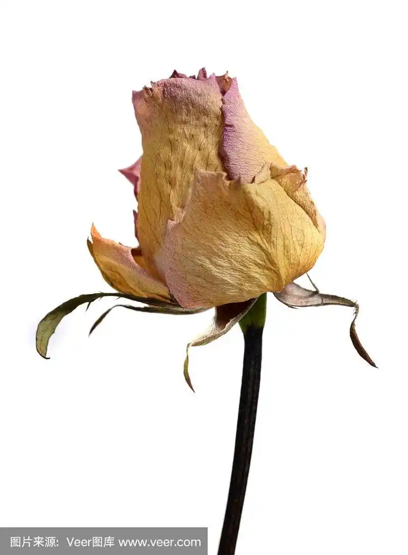 凋谢的玫瑰花孤立在白色