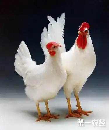 优良蛋鸡品种——京白蛋鸡