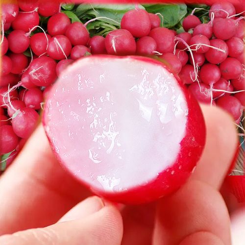 新鲜樱桃萝卜红丁当季水果小红萝卜特产甜脆青胡萝卜2斤精品装