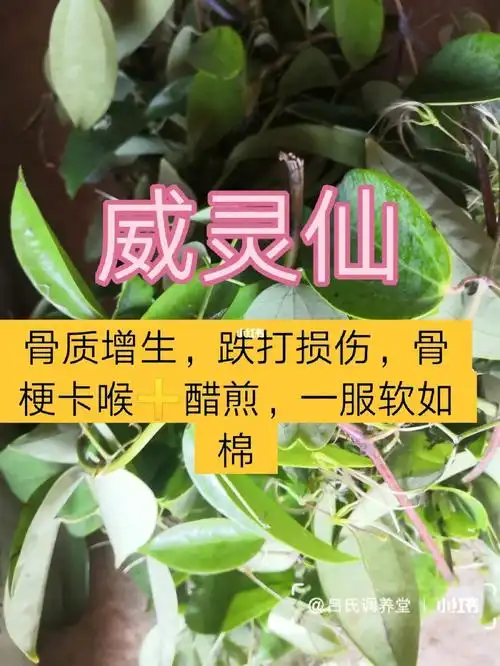 威灵仙肩周炎颈椎病骨质增生