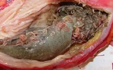 海洋鱼类有寄生虫海鲜还能吃吗