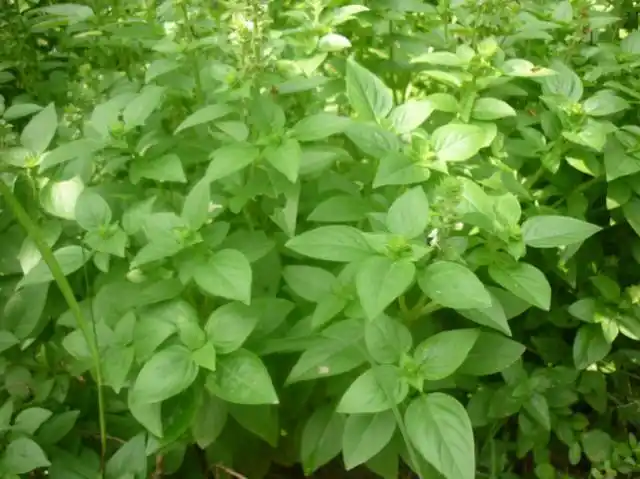 鱼香草,小时候老爸炖鱼的秘密武器(鱼香草的功效与作用及禁忌)_犇涌向