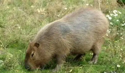 最大的老鼠,会"气功"的动物