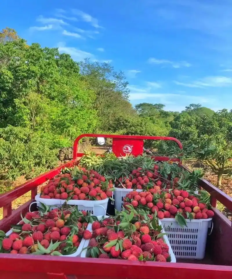 侯臣采摘园又可以采摘荔枝啦,现在入园随便吃只要24元#荔枝熟 - 抖音