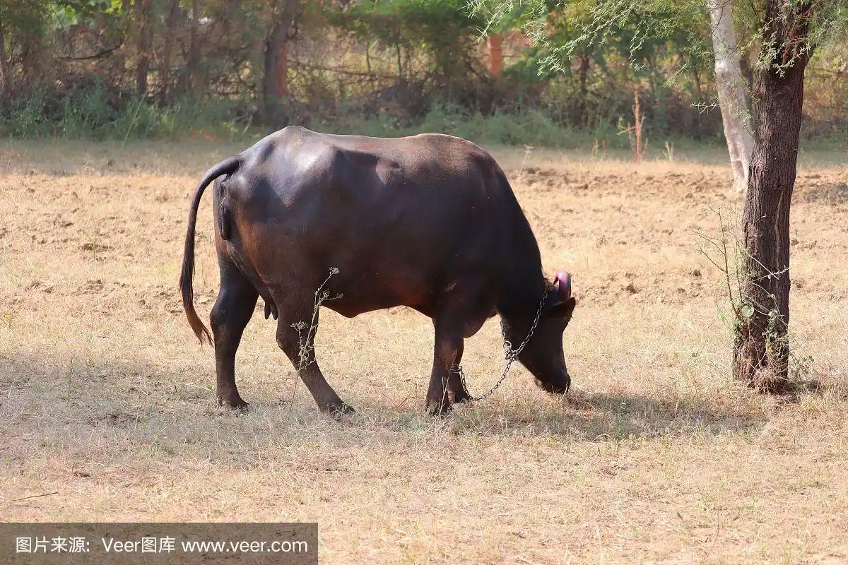 一只家养的黑色母水牛在白天的草地上吃草,是户外的宠物