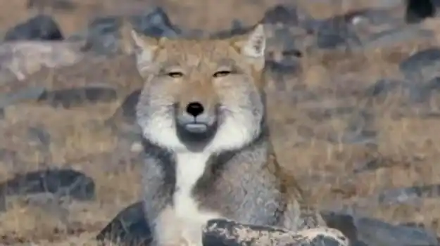 动物界脸最方的非它莫属!藏狐:你礼貌吗?