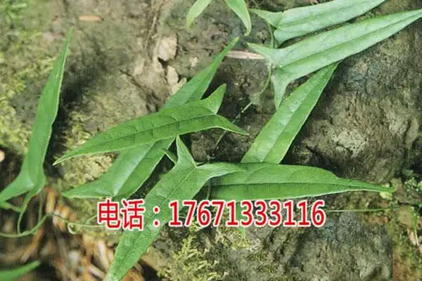 崇左金果榄地苦胆青牛胆种植技术