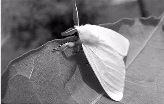 太阳当头照飞机在撒药?辟谣:浙江没发现美国白蛾