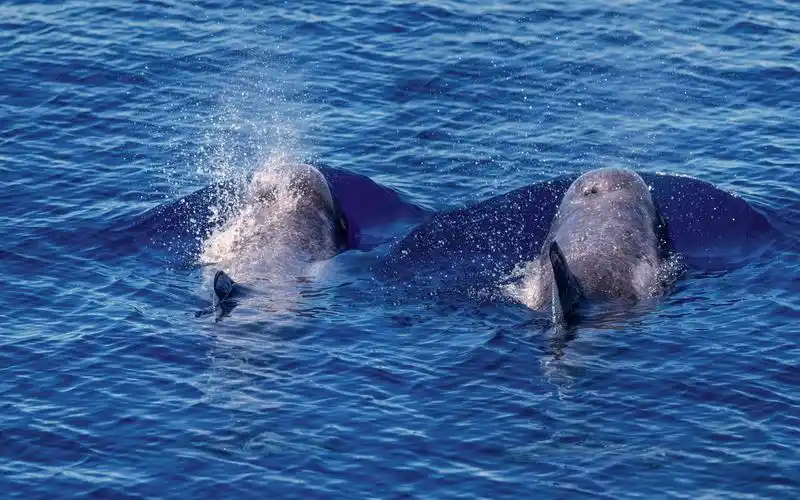相遇花纹海豚「来」