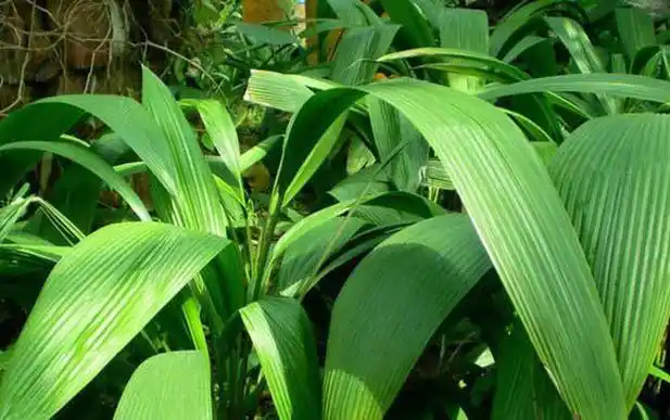 田野里随处可见的壮阳草,60岁老汉拿来泡水,一把年纪仍然威猛 - 好网
