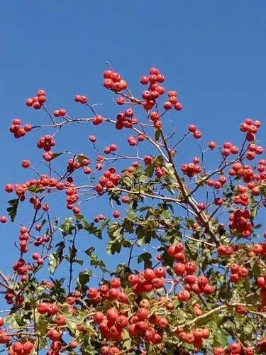 野山楂树上挂满了璀璨的果子,在阳光下闪着晶莹的光.