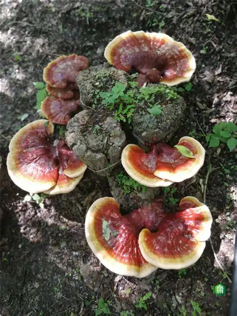 香血灵芝哪月份生长