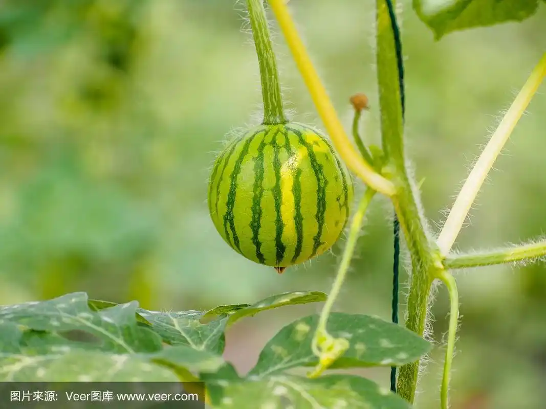 温室里挂在藤蔓上的西瓜