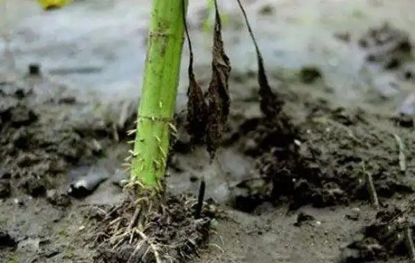 向日葵的根系有哪些特点?