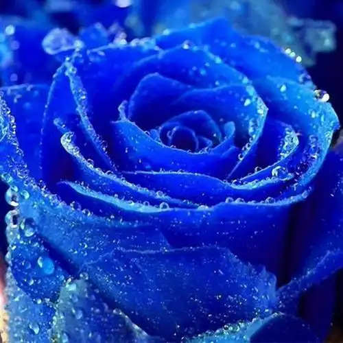 蓝色妖姬玫瑰花图片(蓝色妖姬玫瑰花图片真实照片美术)