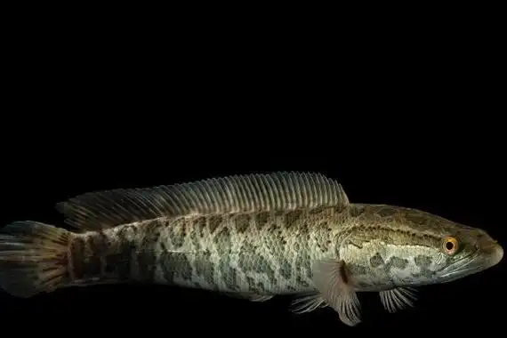 斑鳢的简介,与乌鳢同属不同种