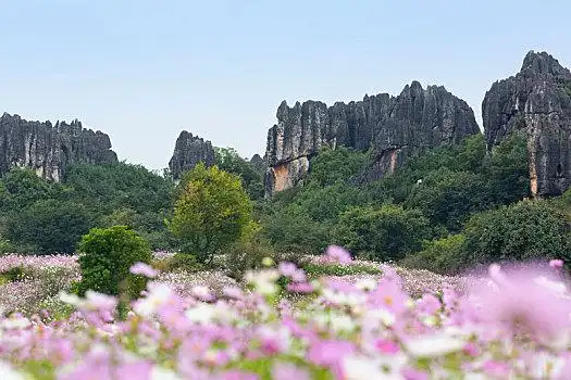 昆明石林县图片_昆明石林县图片大全_昆明石林县图片素材