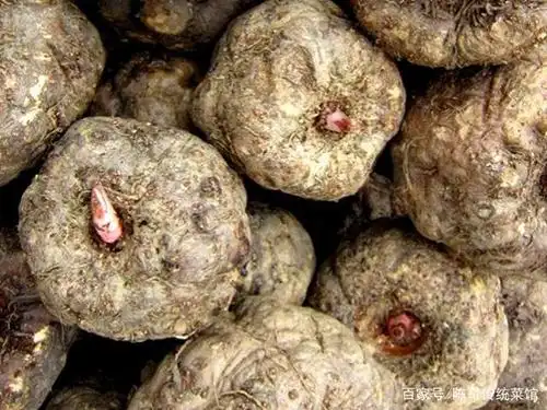 魔芋,我们也叫鬼芋头,因叶子和茎上面长有很多紫黑色斑点,可以吃块状