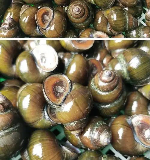 超大清水鲜活新鲜大田螺活体麻辣螺蛳脆螺大号香辣田螺肉包活 空运