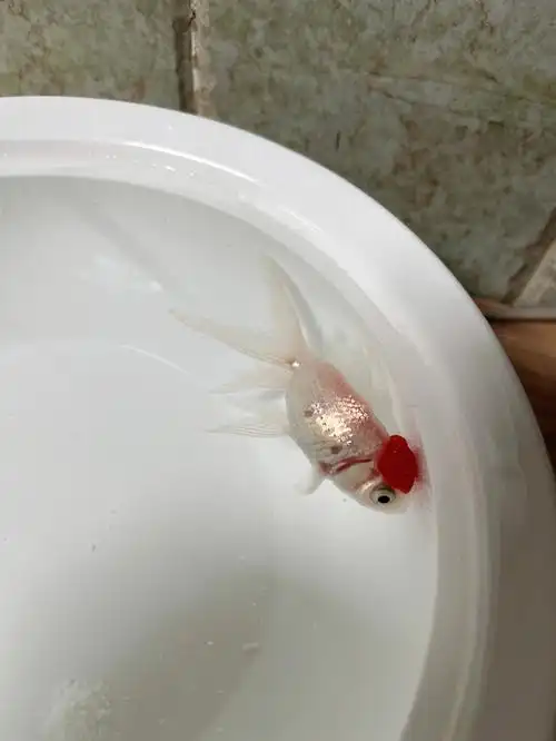 大神们帮我看看金鱼怎么了