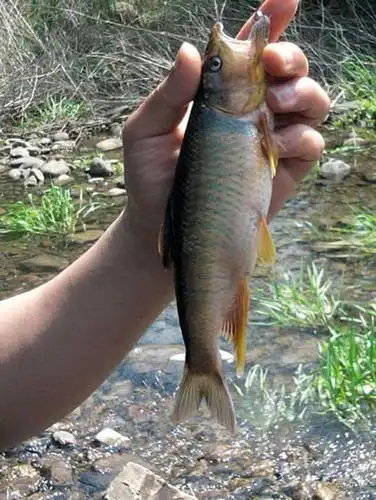 垂钓马口鱼也是很有乐趣