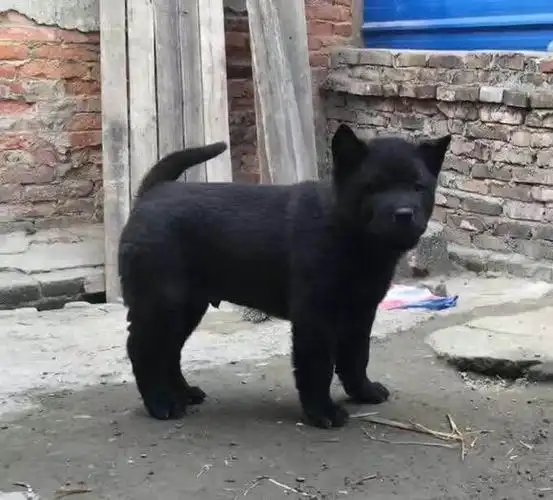 展开全部 照片不是很清晰,大概看,像是普通的黑色小土狗,也叫中华