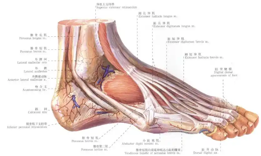 脚跟痛要想到跟骨骨刺_王祥瑞医生文章_上海市东方医院北院-微医